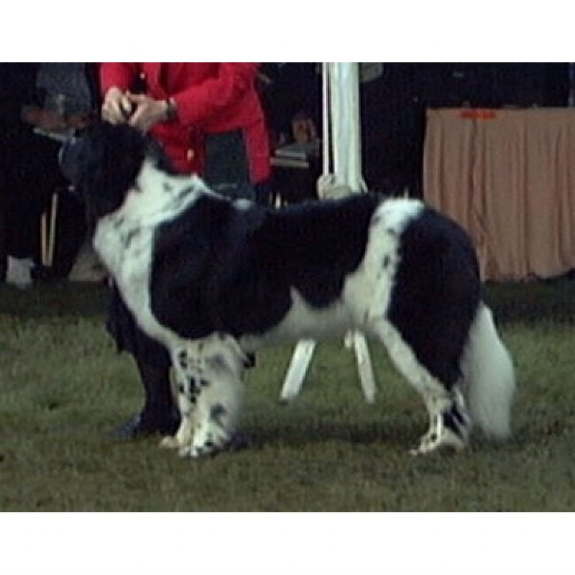 T Allison Acres Oh Reo (27-10-1996)